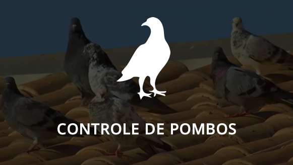 Controle de Pombos em Hortolandia