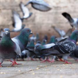 Controle de Pombos - Rodox