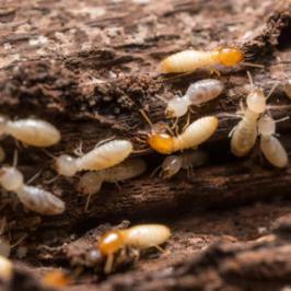 Descupinização - RODOX