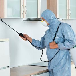 Descupinização - RODOX